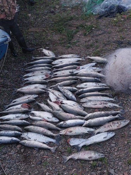 В Николаевском районе полицейские задержали троих подозреваемых, причастных к незаконной добыче лосося