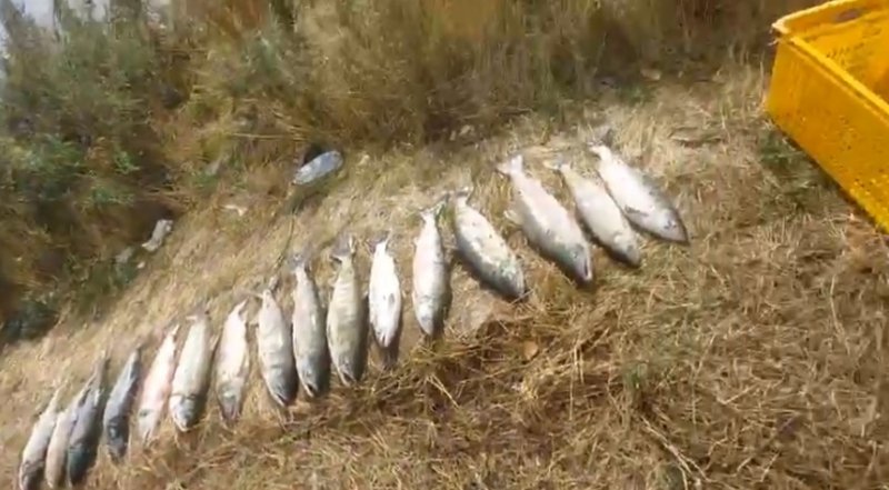 В Николаевском районе возбуждено два уголовных дела о незаконной добыче кеты