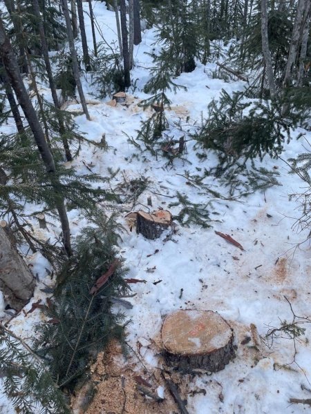 В Николаевском районе сотрудниками полиции возбуждено уголовное дело о незаконной рубке лесных насаждений в городском лесничестве